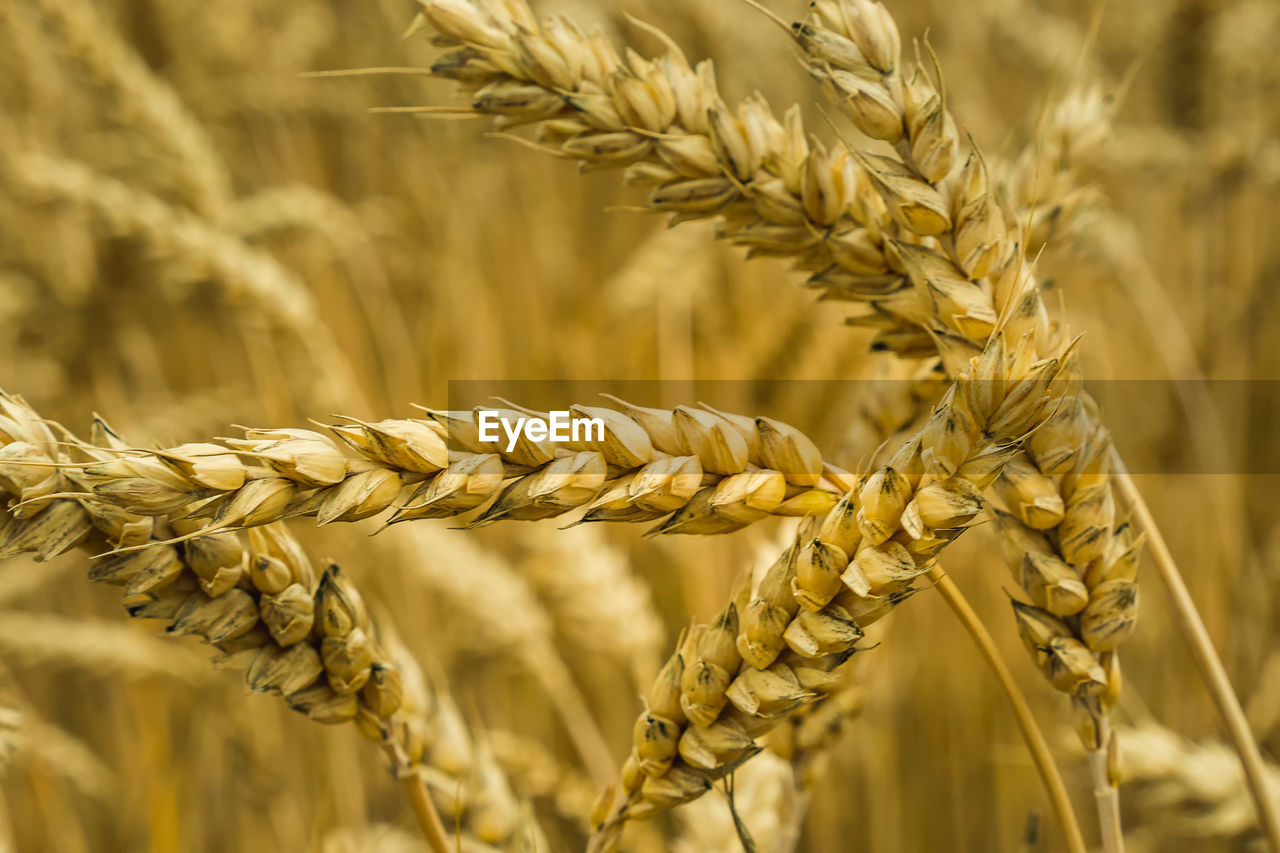 agriculture, crop, cereal plant, food, wheat, plant, rural scene, field, landscape, growth, food and drink, farm, food grain, barley, gold, whole grain, land, nature, close-up, einkorn wheat, emmer, cereal, summer, rye, ripe, seed, beauty in nature, harvesting, triticale, yellow, plant stem, no people, backgrounds, cultivated, focus on foreground, extreme close-up, organic, whole wheat, macro, outdoors, environment, vegetable, hordeum, copy space, food staple, corn