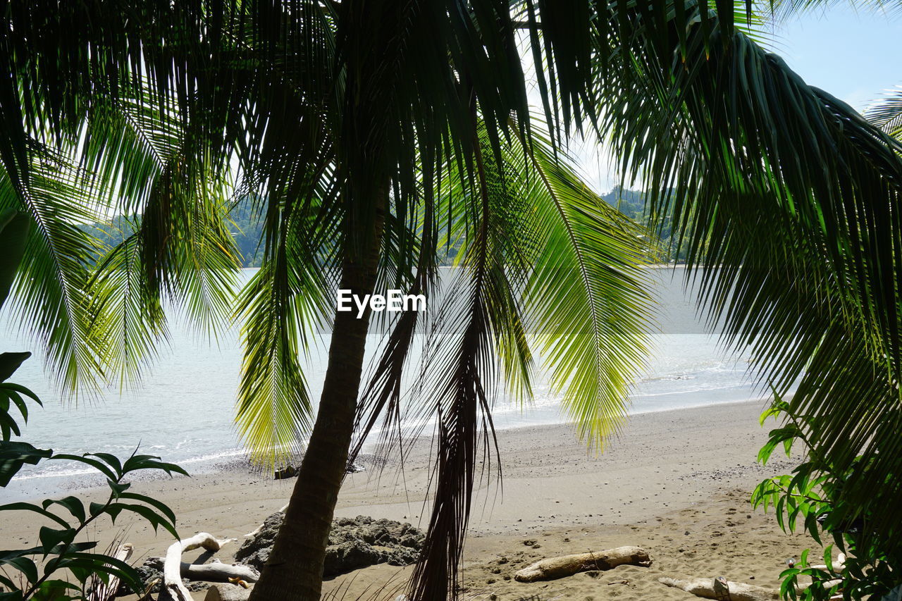 PALM TREES ON BEACH