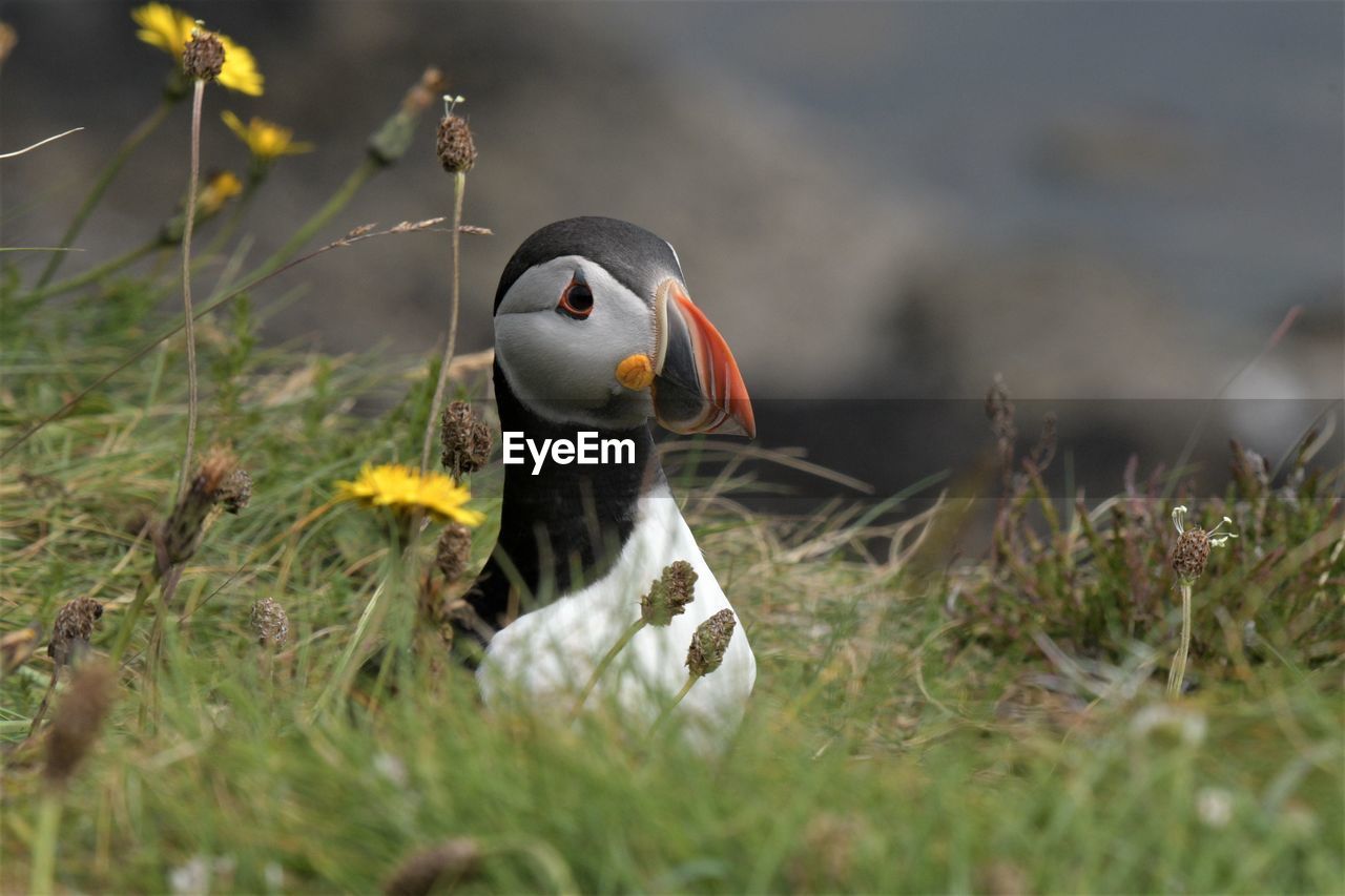 Close-up of bird on grass