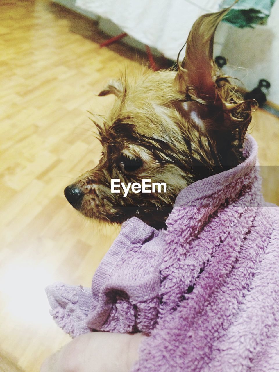 Close-up of wet dog wrapped in towel