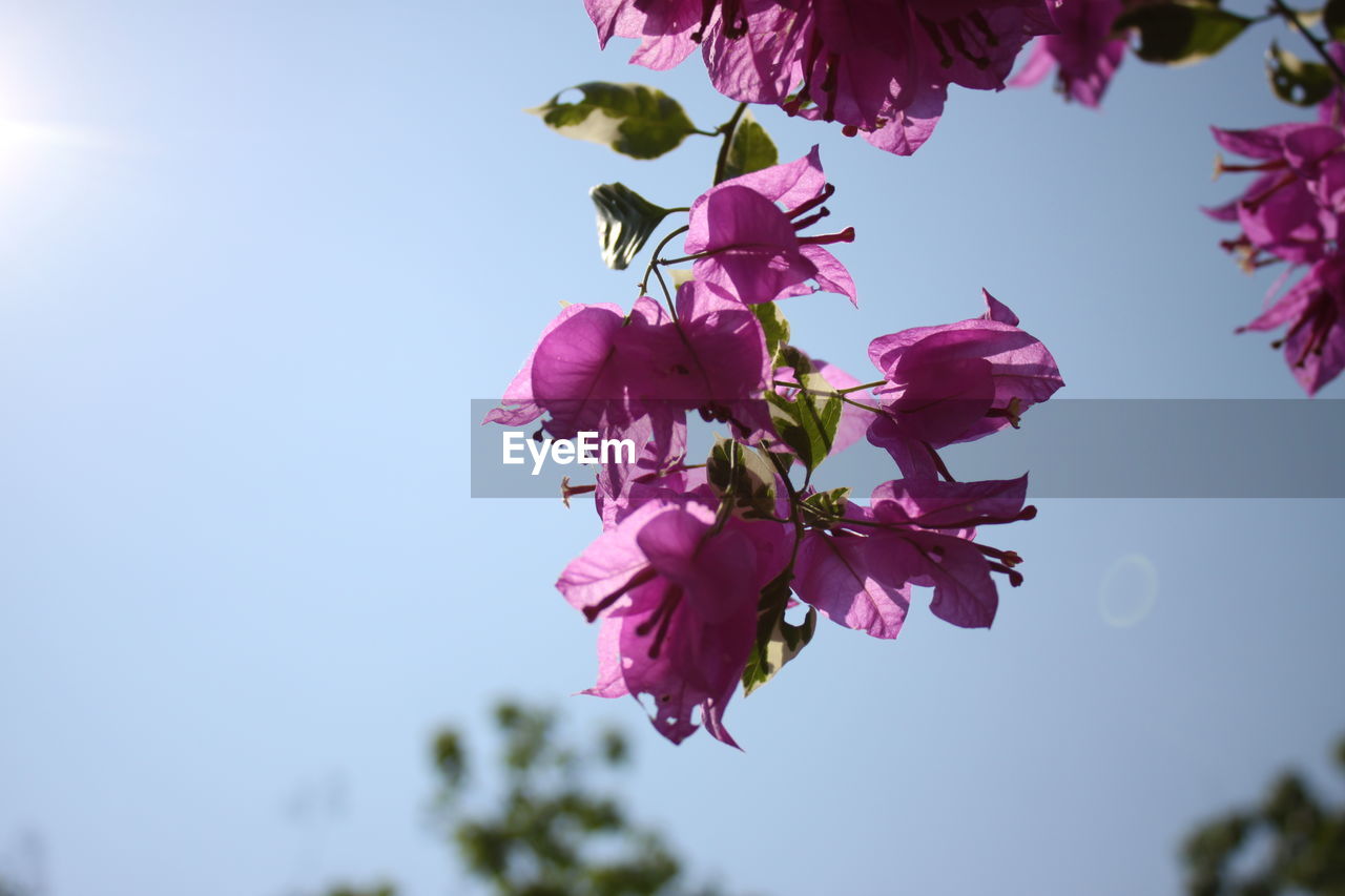 Low angle view of pink flowering plant against sky