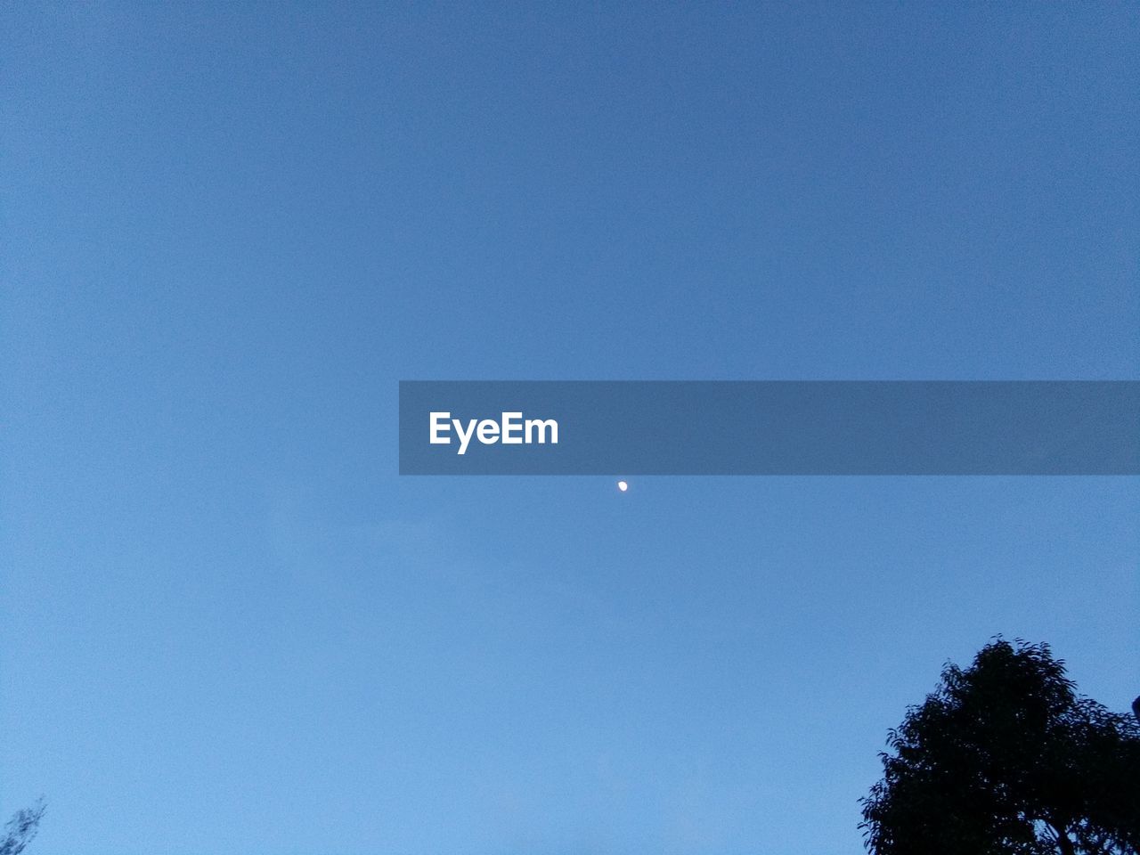 LOW ANGLE VIEW OF BLUE SKY AND TREE AGAINST CLEAR MOON