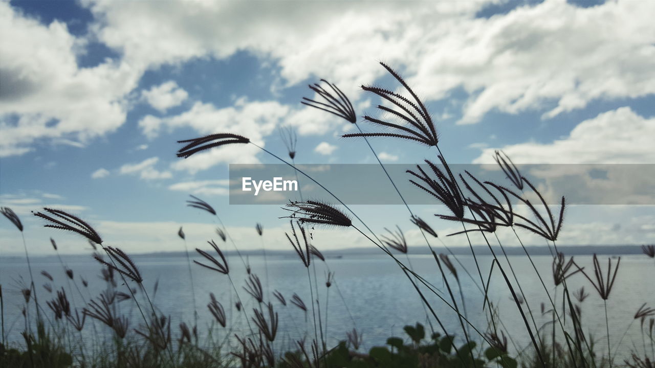 Close-up of stems against calm sea