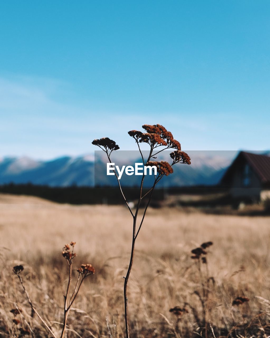 Close-up of wilted plant on field against sky