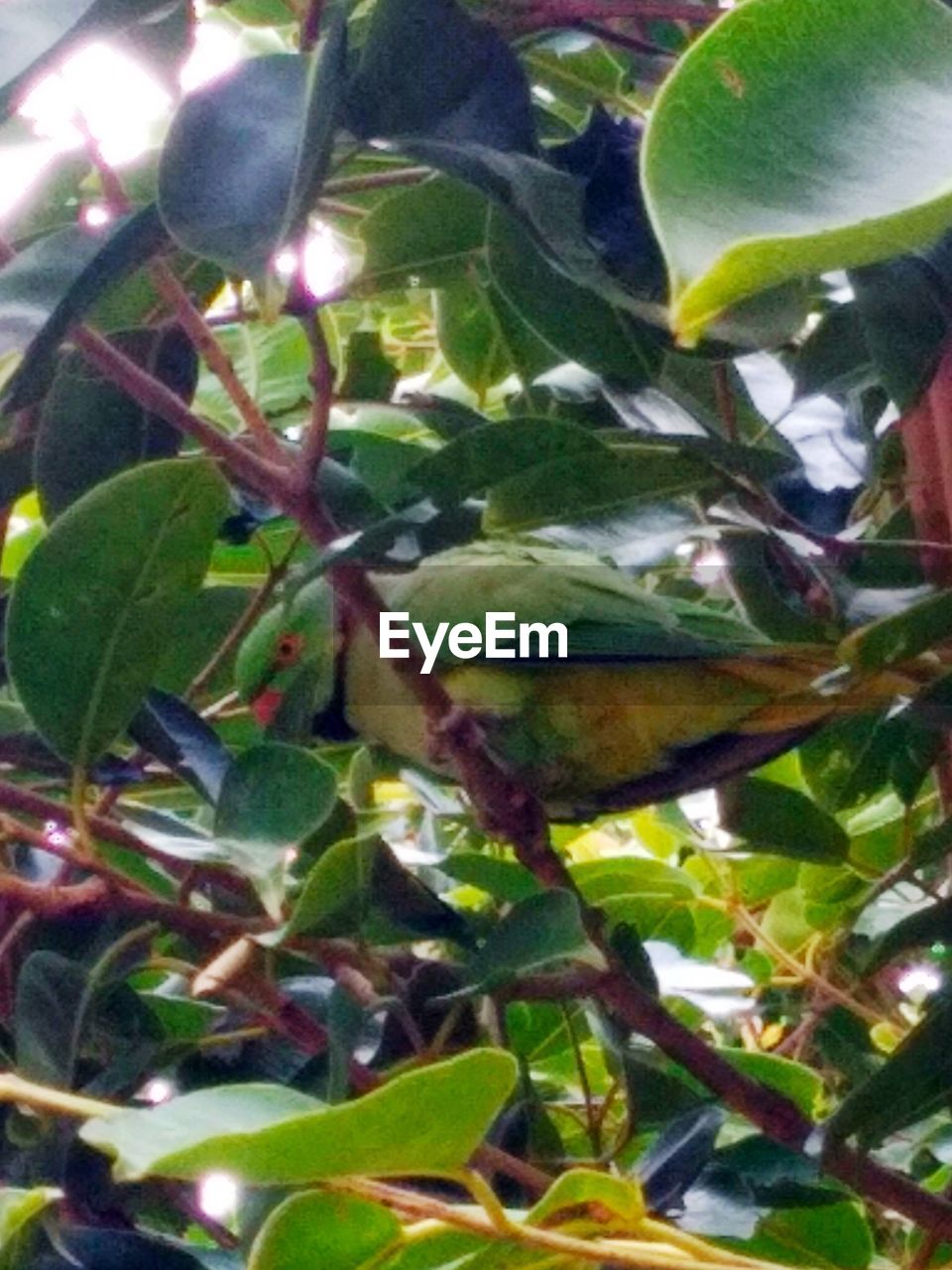 CLOSE-UP OF BIRD PERCHING ON A PLANT