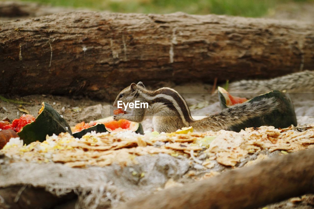 VIEW OF BIRDS EATING