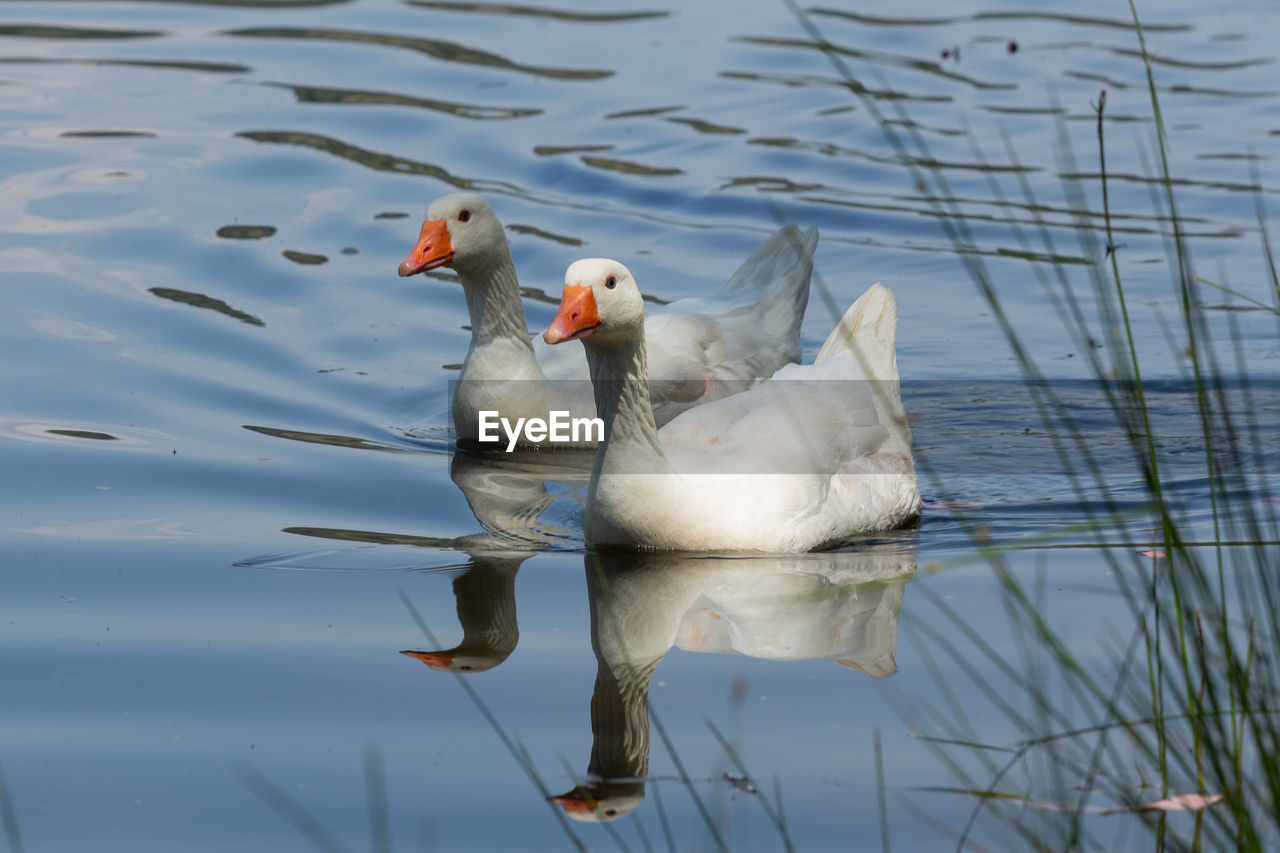 Ducks in the water in semi shade in a swamp