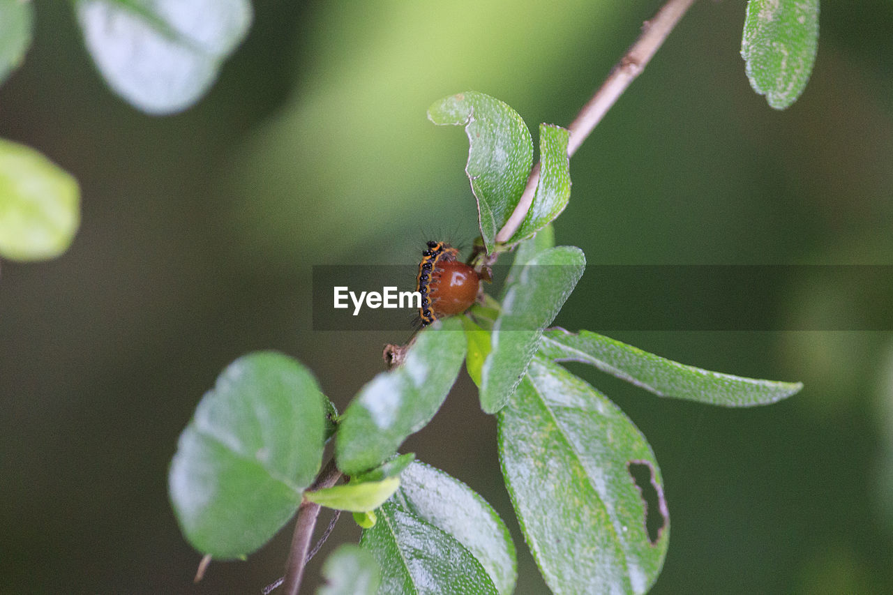 CLOSE-UP OF GRASSHOPPER ON LEAF