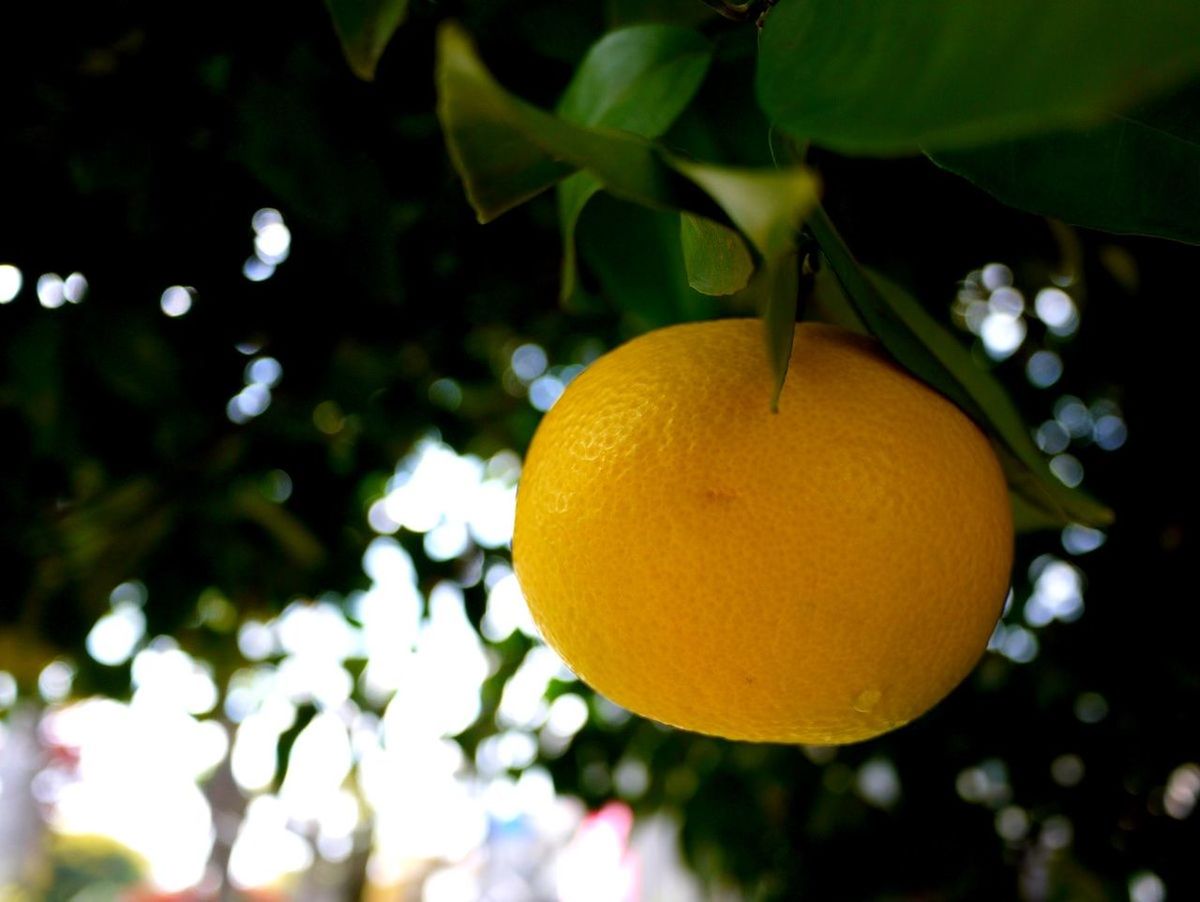 CLOSE-UP OF FRUITS HANGING ON TREE