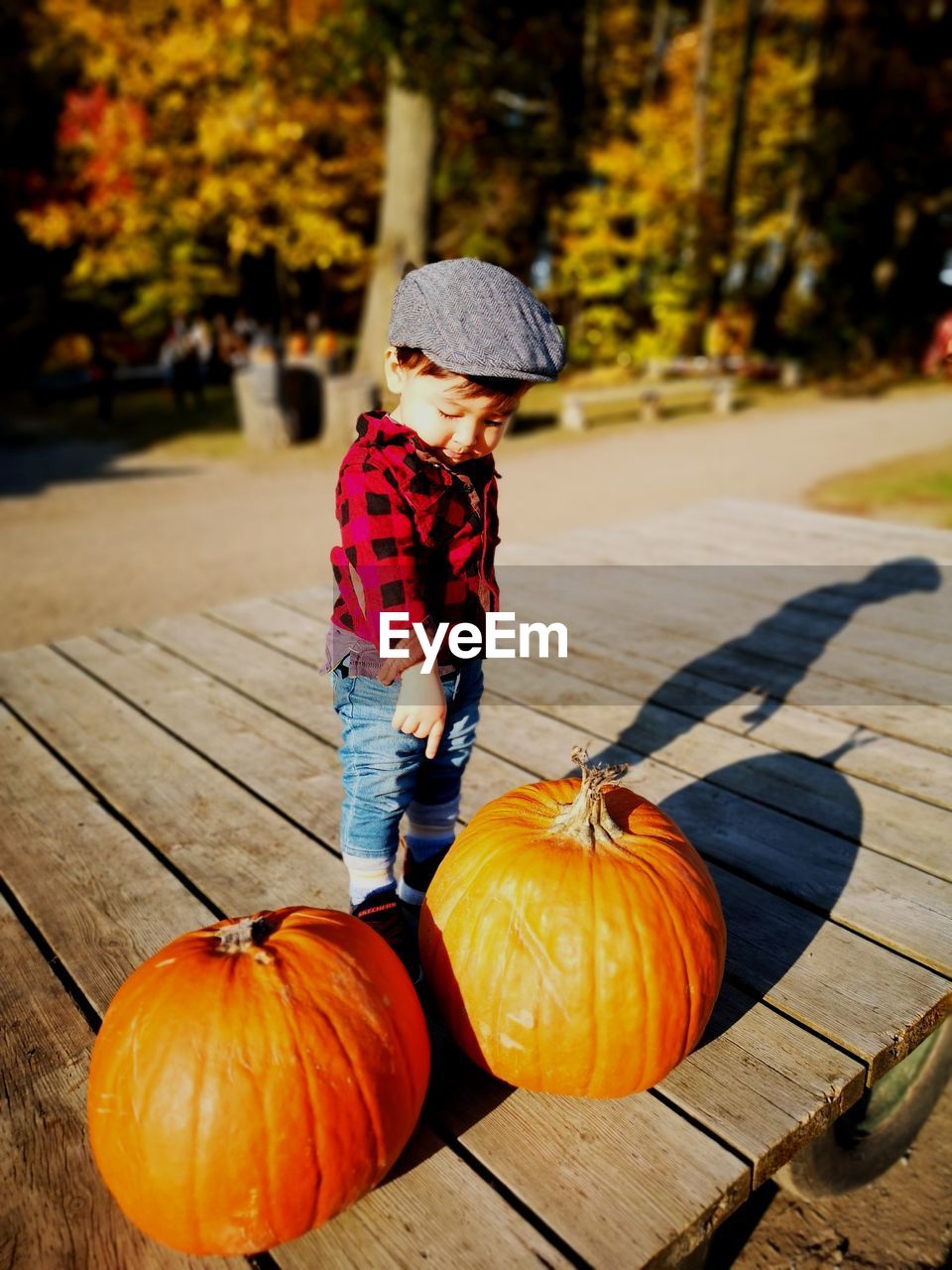 Boy pointing while standing by pumpkins on land