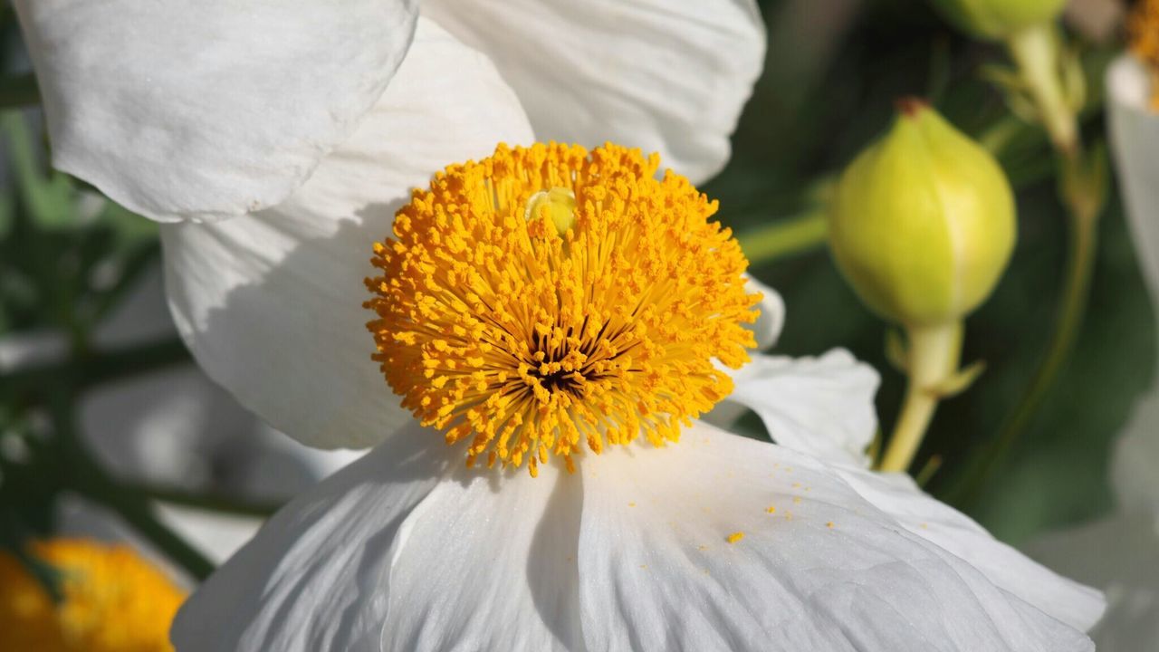 Close-up of yellow flower