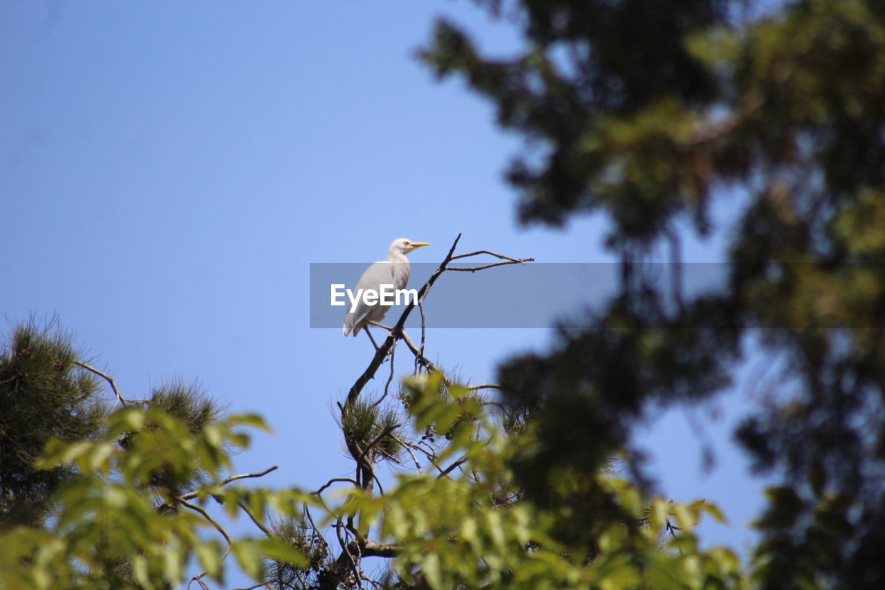 LOW ANGLE VIEW OF BIRD PERCHING ON PLANT