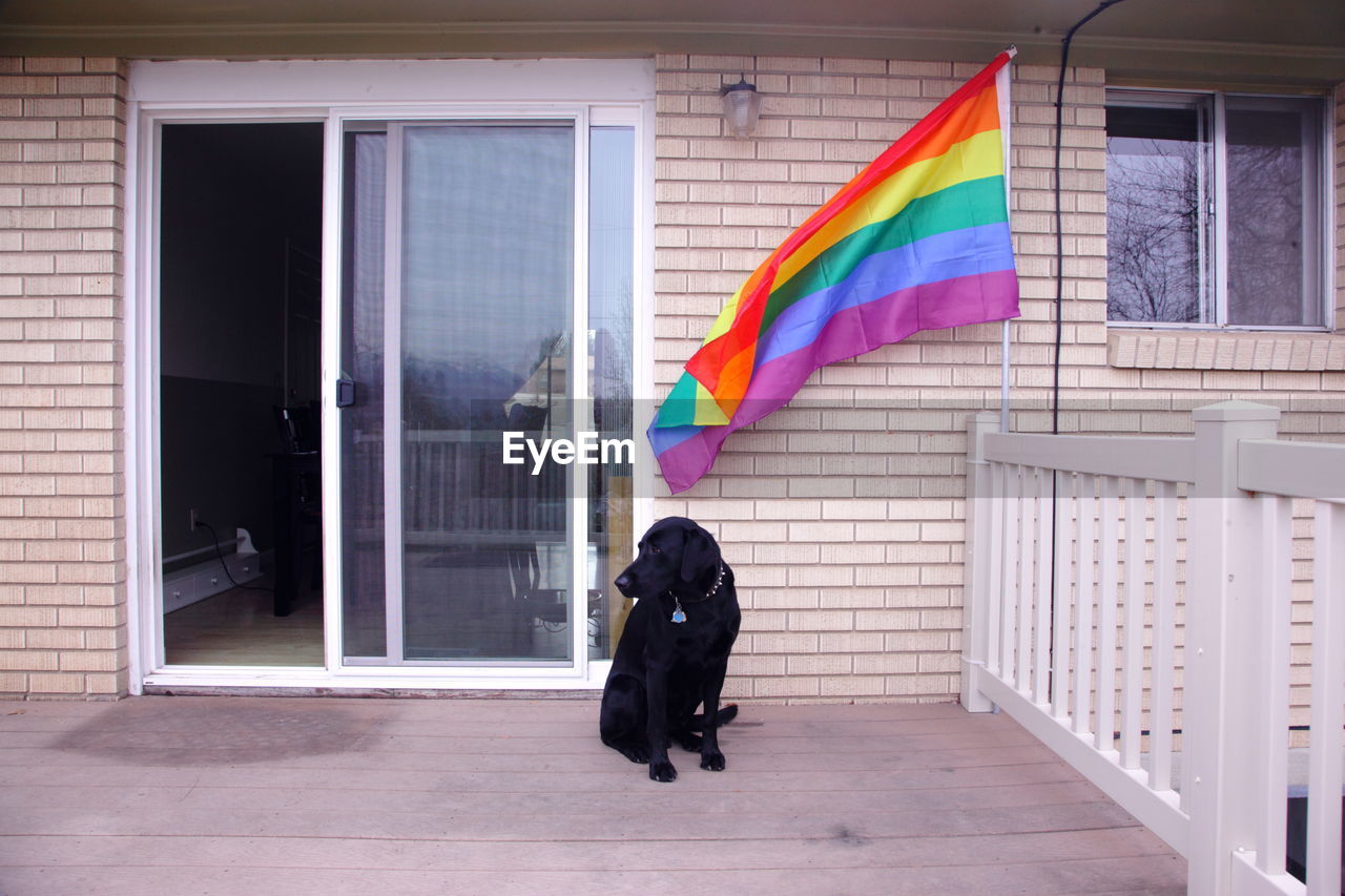 Full length of a dog on porch with rainbow flag