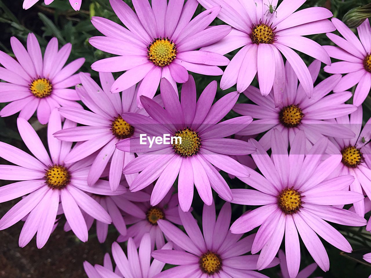 Close-up of pink flowers