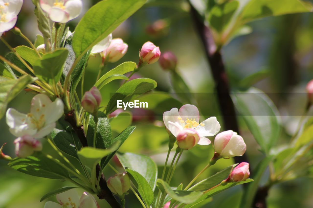 Close-up of pink flowering plant