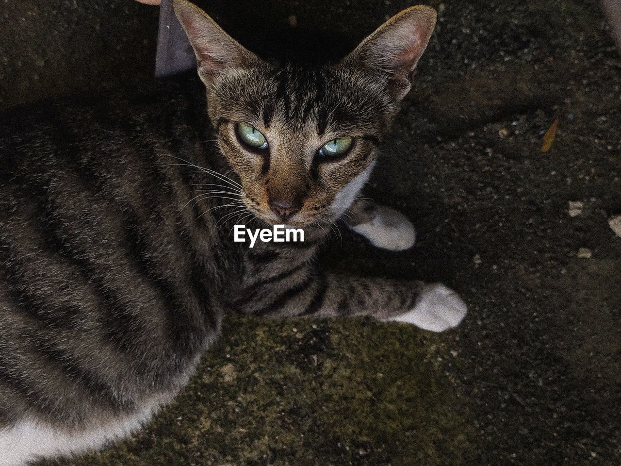 Close-up portrait of cat