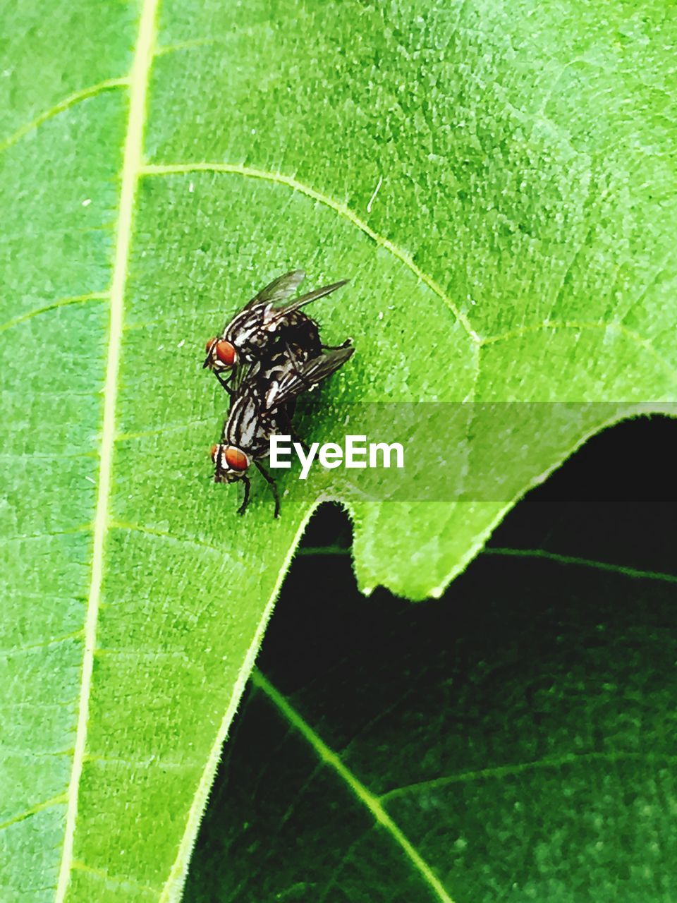 CLOSE-UP OF HOUSEFLY ON GREEN LEAF