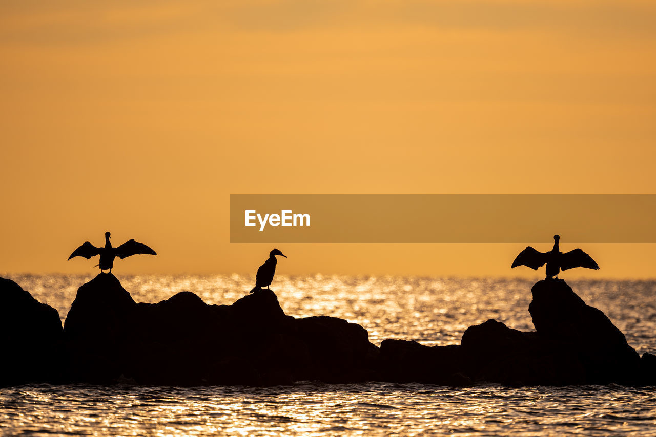 silhouette, sunset, animal, animal themes, wildlife, water, animal wildlife, sky, group of animals, bird, sea, nature, beauty in nature, horizon, coast, ocean, scenics - nature, no people, dawn, mammal, land, orange color, outdoors, rock, travel destinations, beach, sun, environment, tranquility