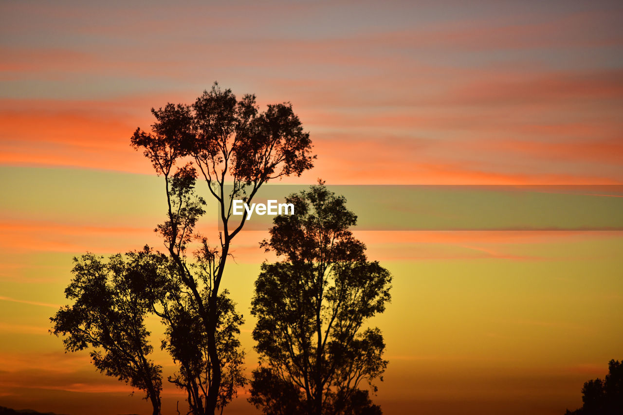 SILHOUETTE TREES AGAINST DRAMATIC SKY