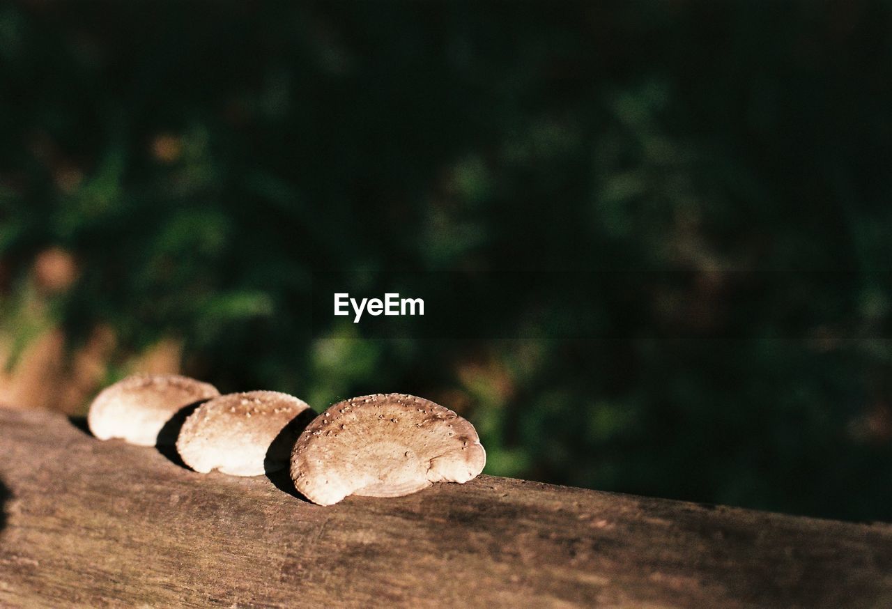 Close-up of mushroom growing on field in forest