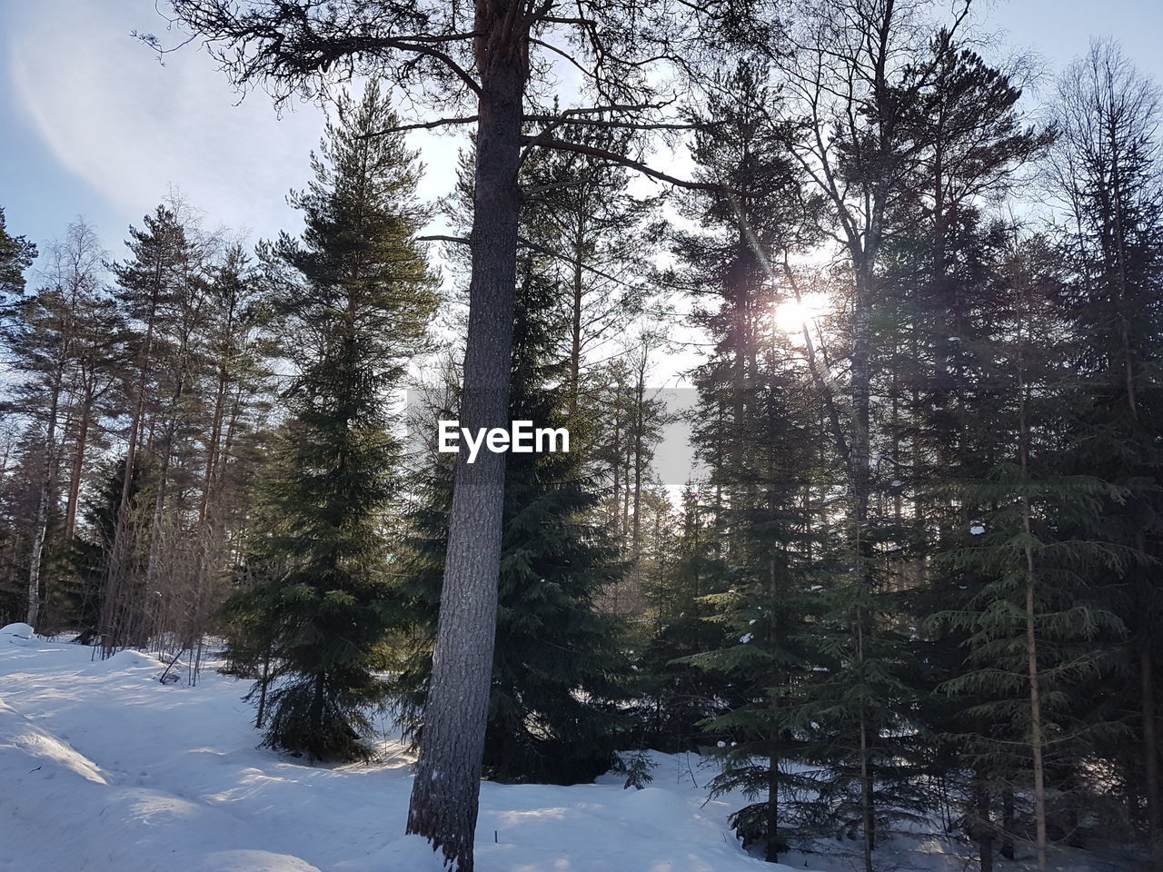 TREES IN SNOW COVERED LANDSCAPE