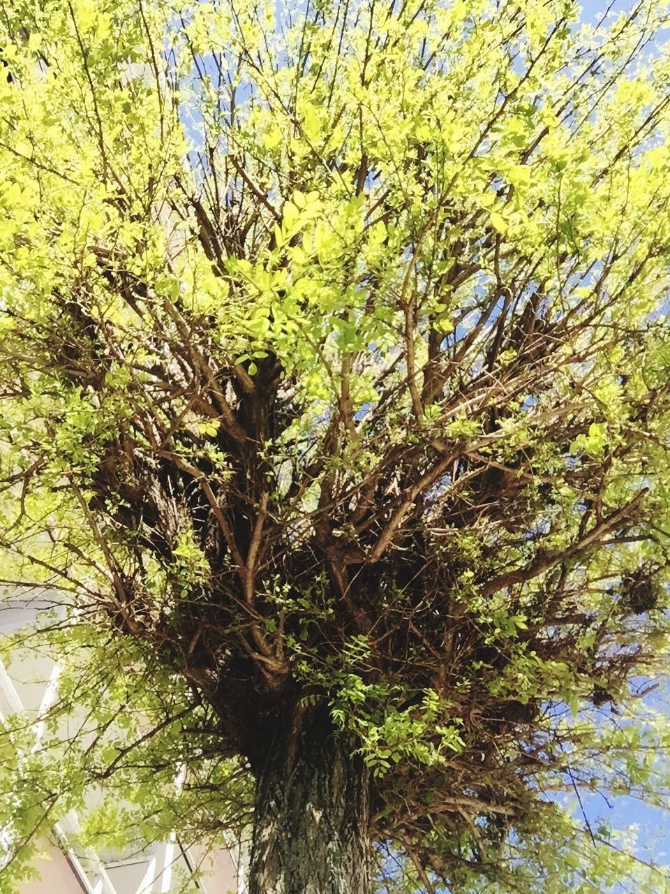 LOW ANGLE VIEW OF TREE