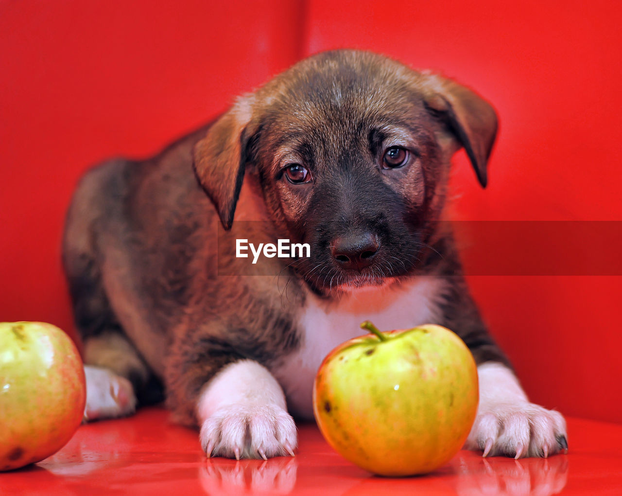 HIGH ANGLE VIEW OF DOG IN RED