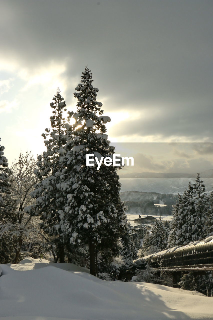 TREES ON SNOW AGAINST SKY