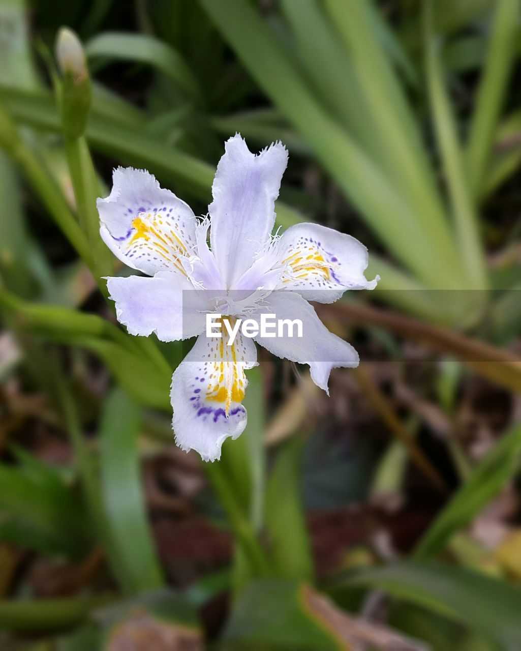 CLOSE-UP OF WHITE FLOWER