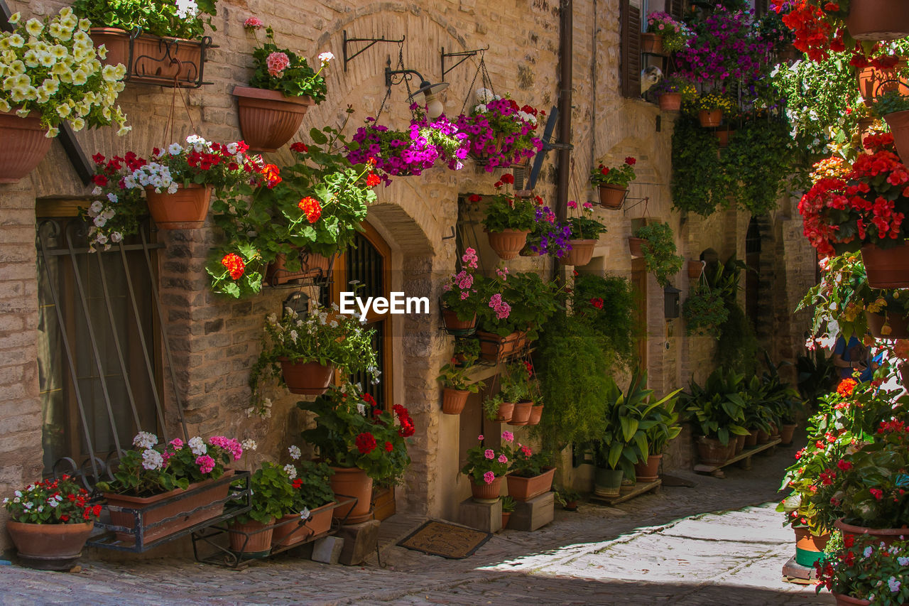 POTTED PLANTS AGAINST BUILDING AND WALL