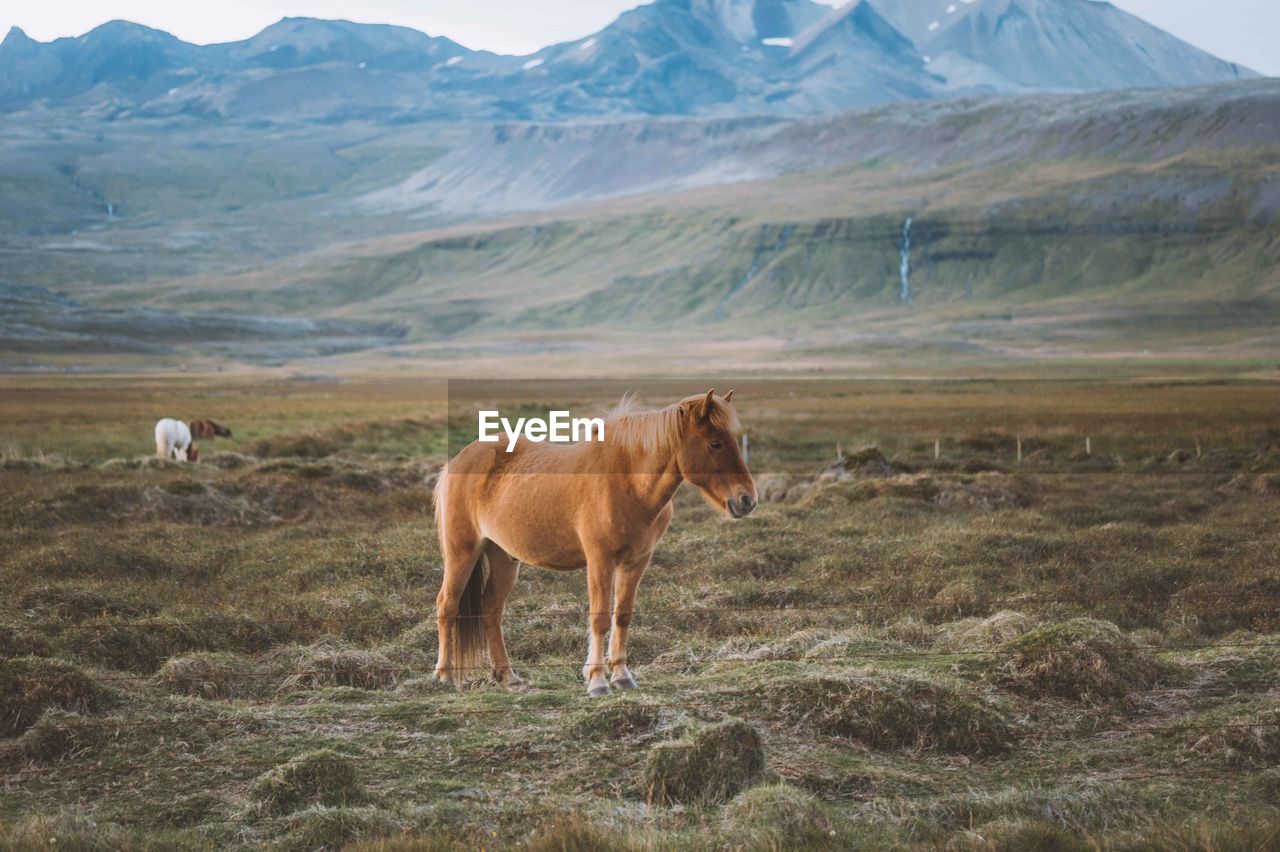 View of horse on landscape