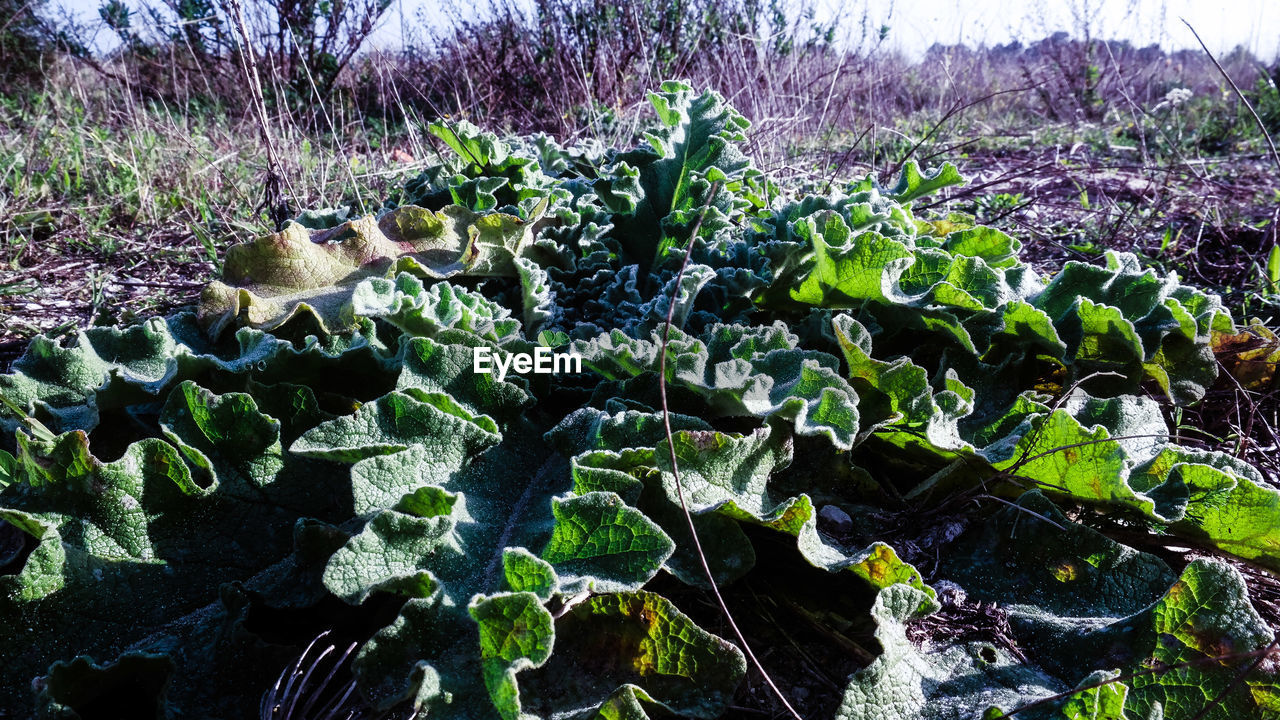 Close-up of plants growing on field