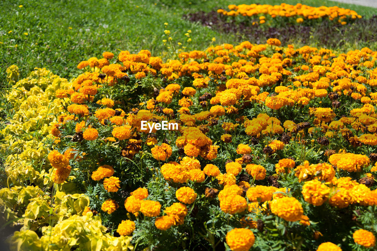 CLOSE-UP OF YELLOW FLOWERING PLANT