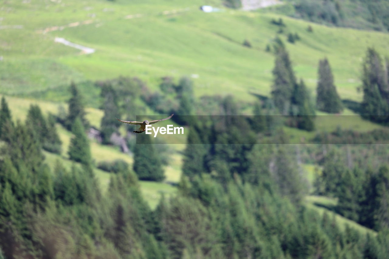 Bird gliding in the swiss mountains