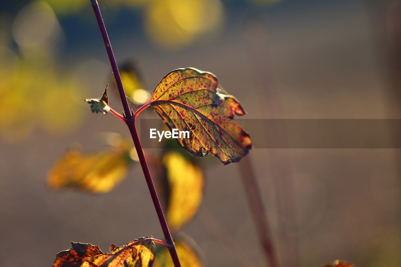Close-up of dried plant