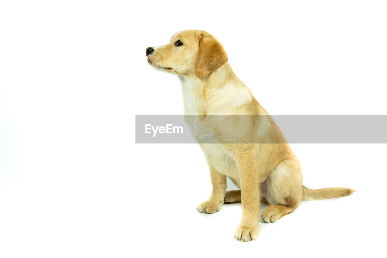 VIEW OF A DOG LOOKING AWAY