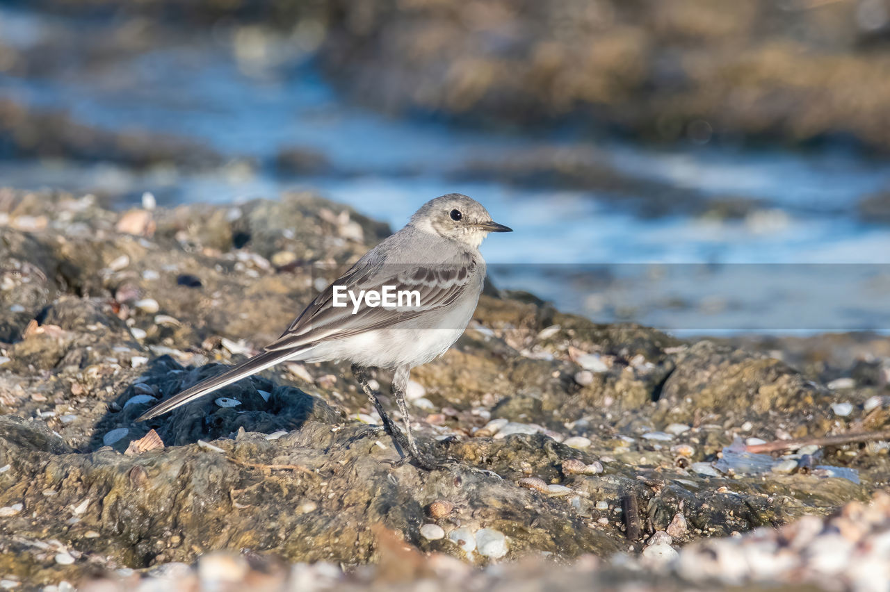 close-up of bird perching on land