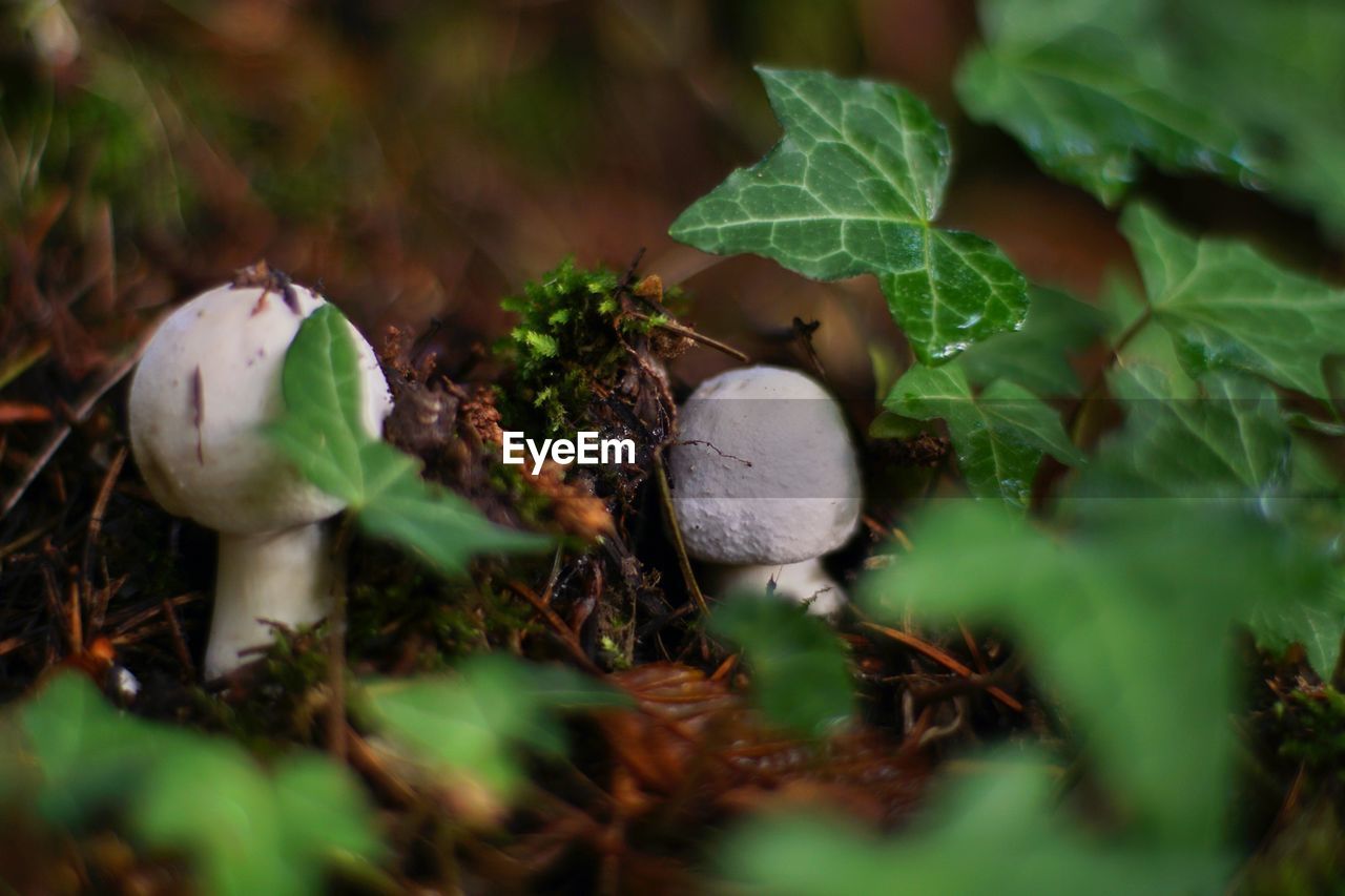 Close-up of mushrooms growing on field