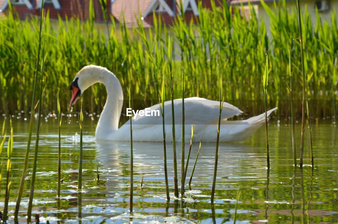 SWAN SWIMMING IN LAKE