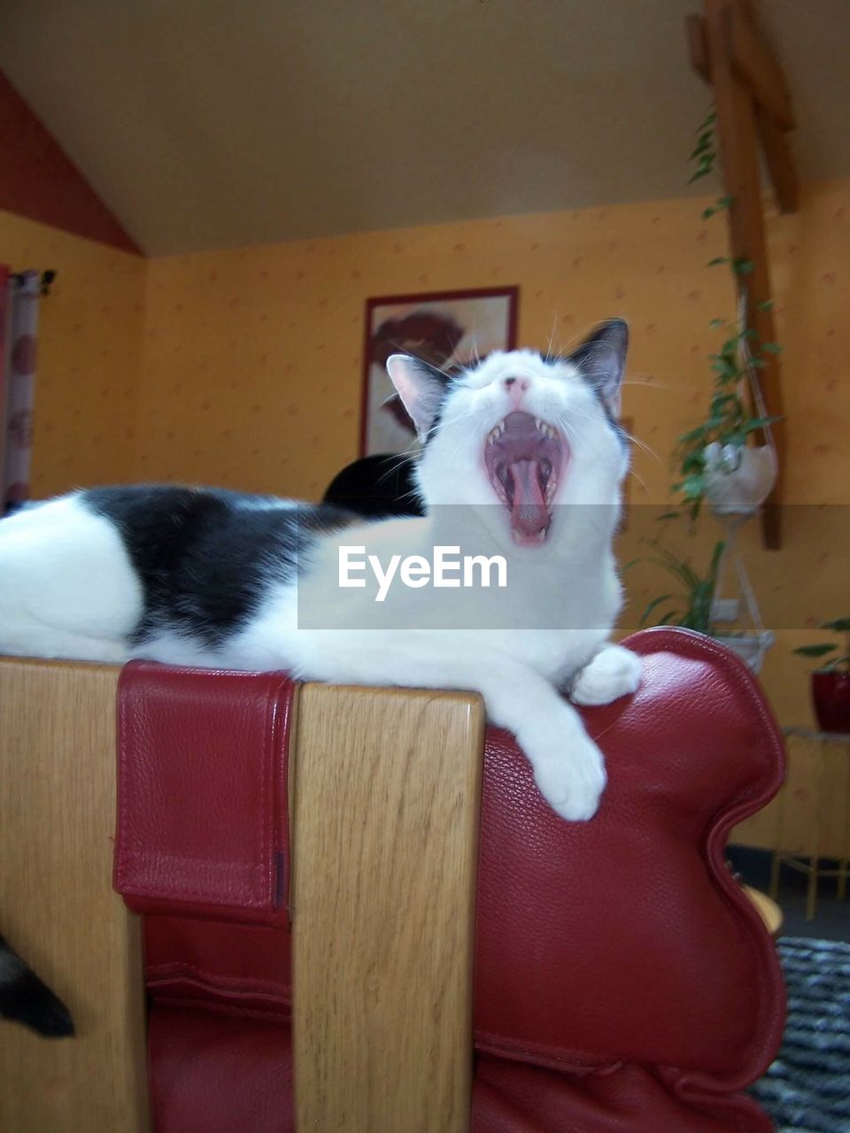 Close-up of cat yawning while sitting on chair at home