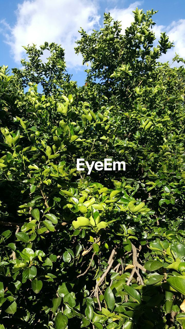 Plant in park against cloudy sky