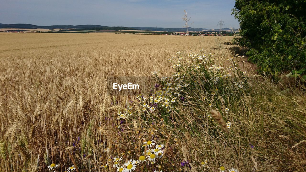 SCENIC VIEW OF FARM FIELD AGAINST SKY