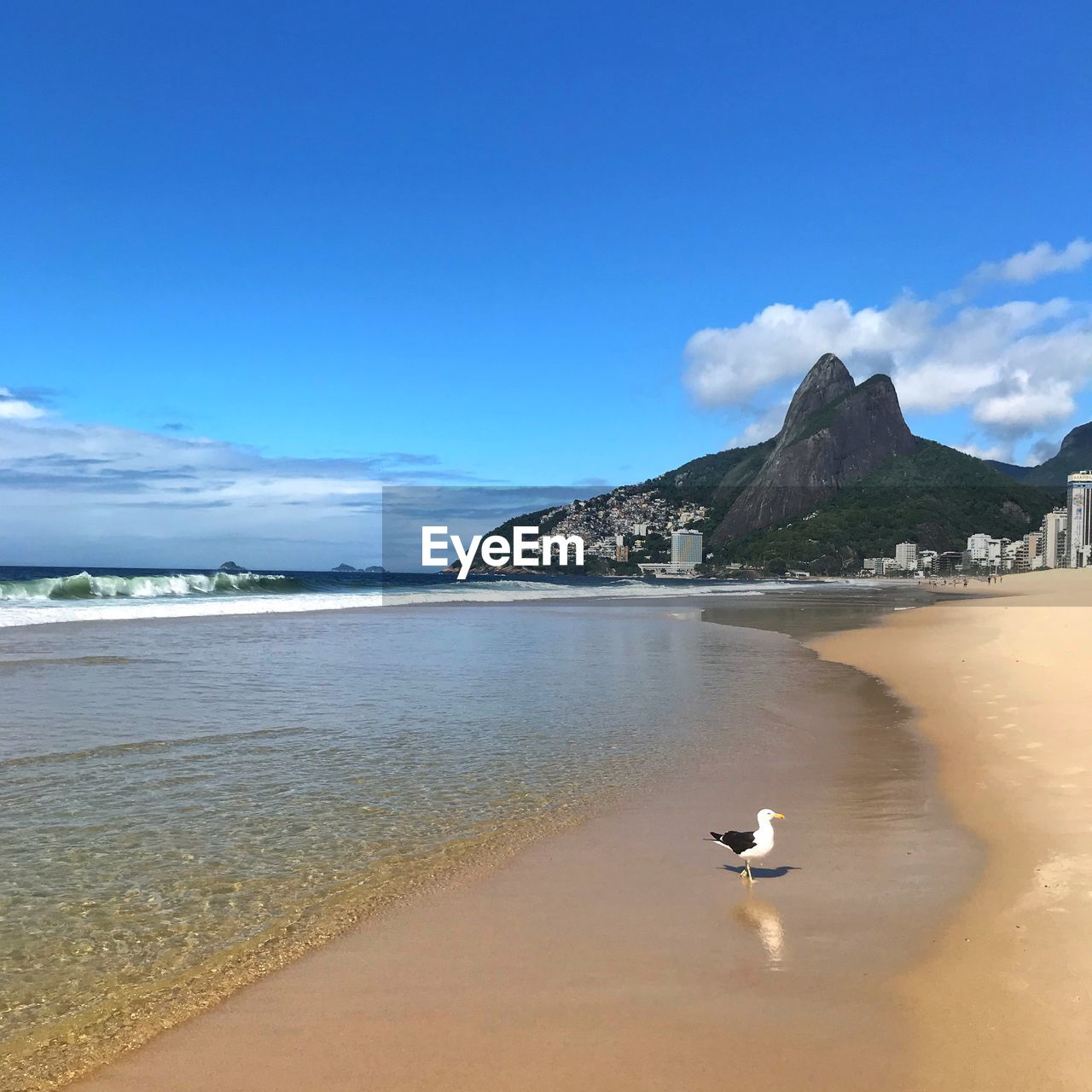 Seagull on beach