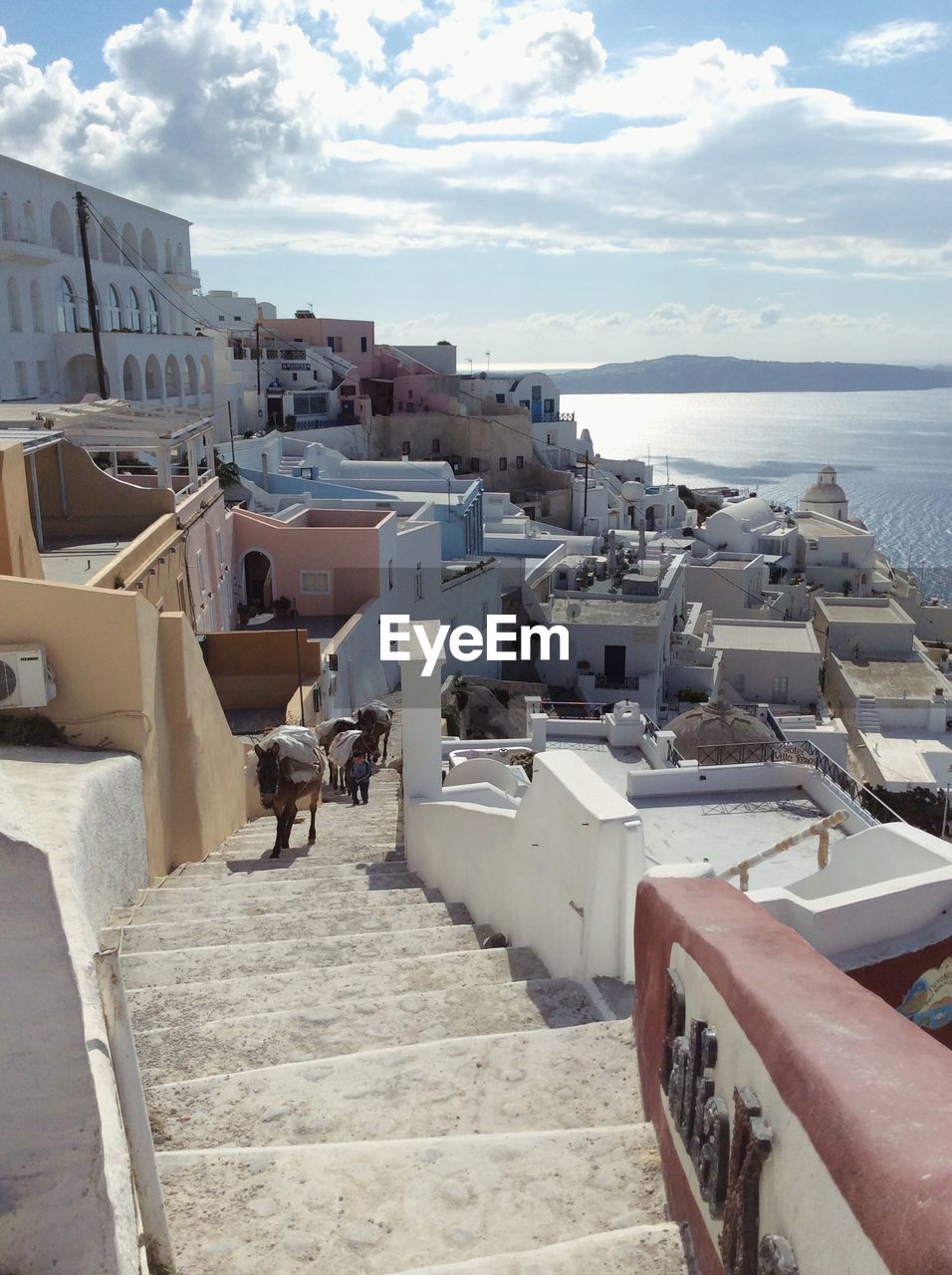 High angle view of donkeys on steps amidst houses