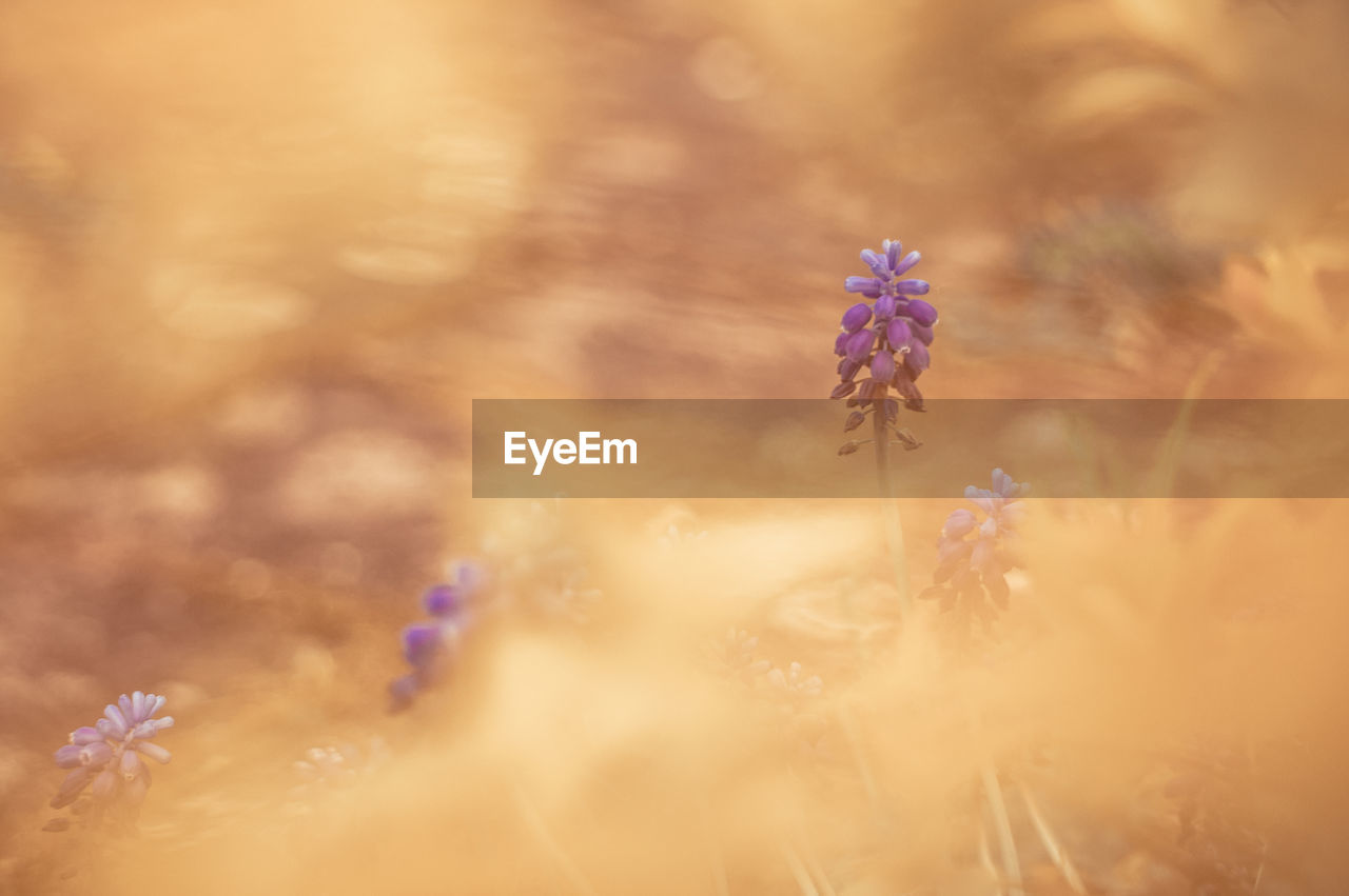 Close-up of purple flower blooming on field