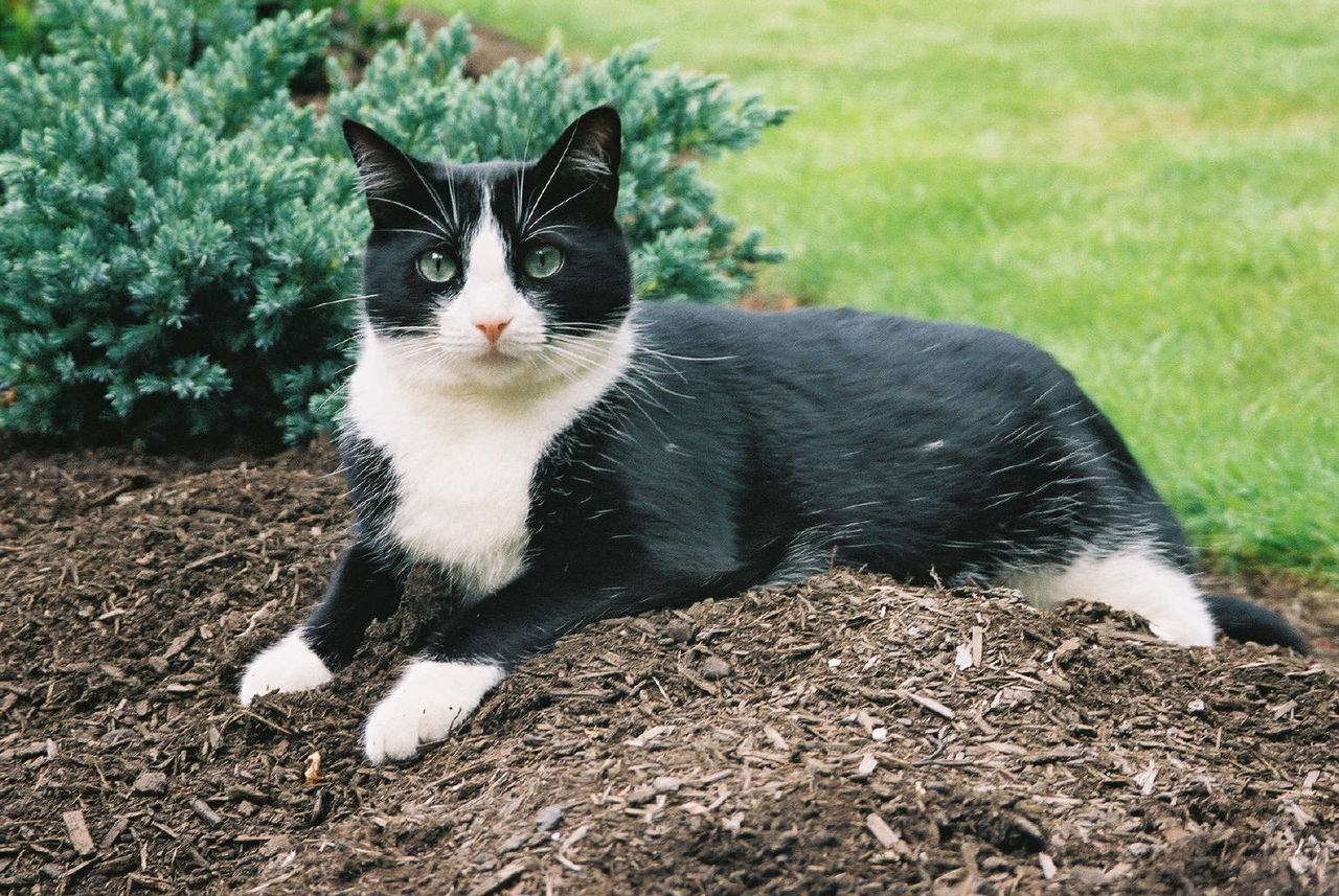 Portrait of cat resting on field