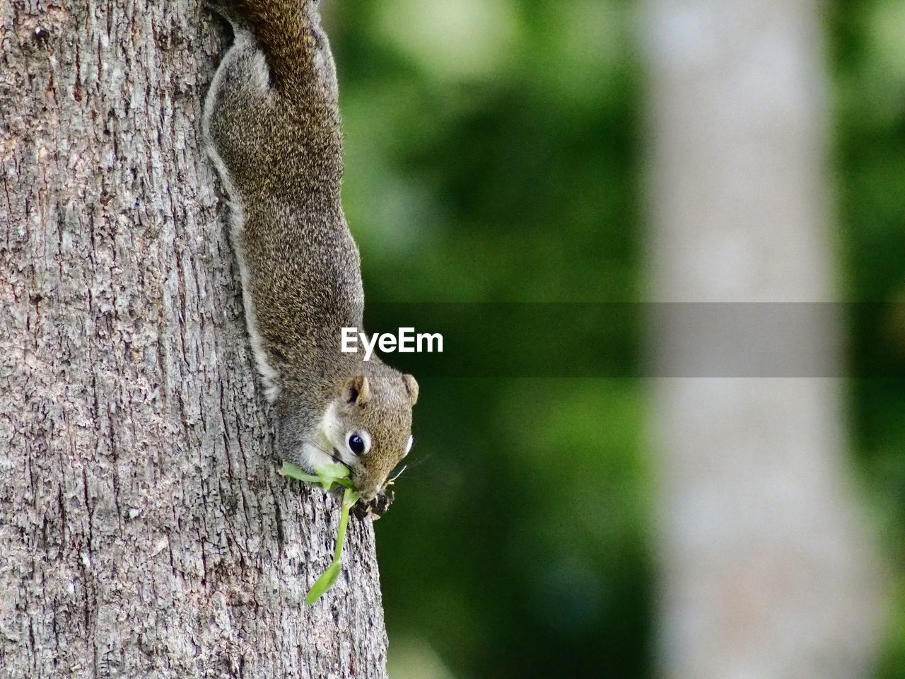 Close-up of squirrel on tree trunk