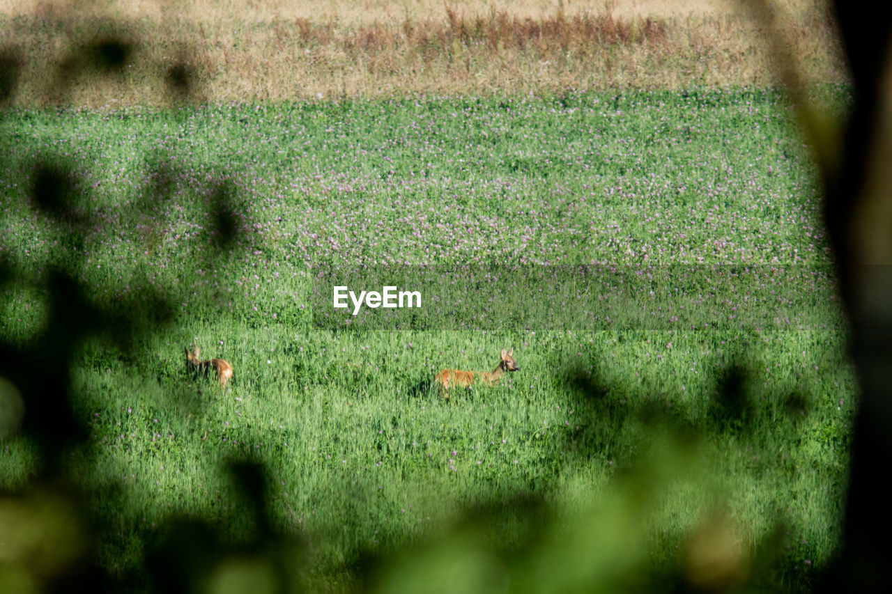 Deer on grassy field