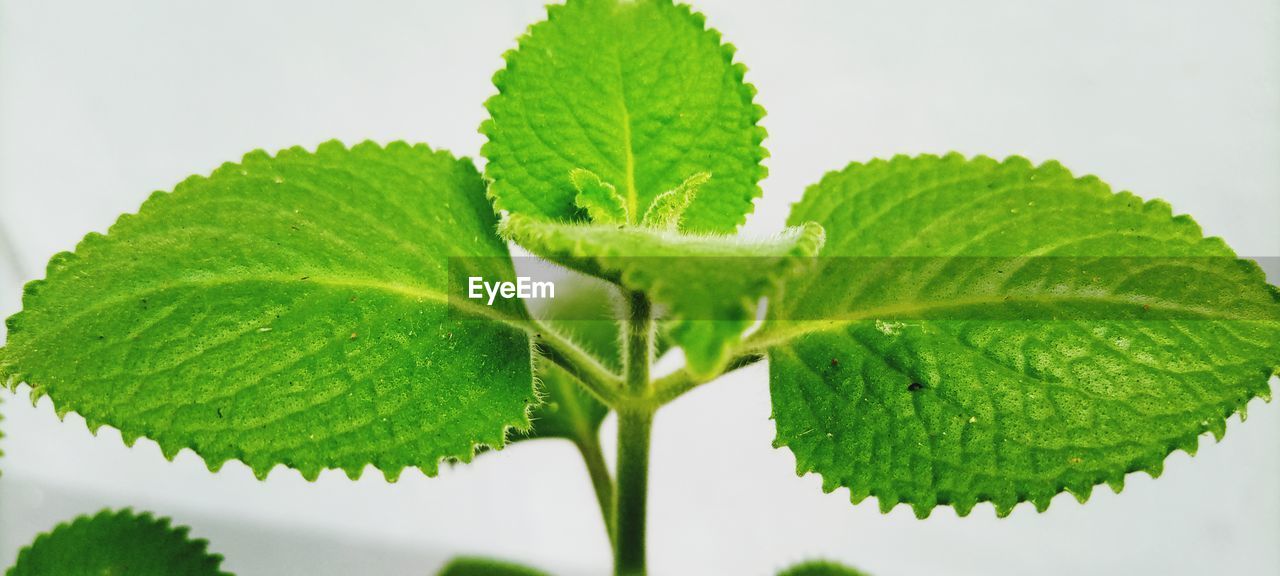 CLOSE-UP OF GREEN LEAVES
