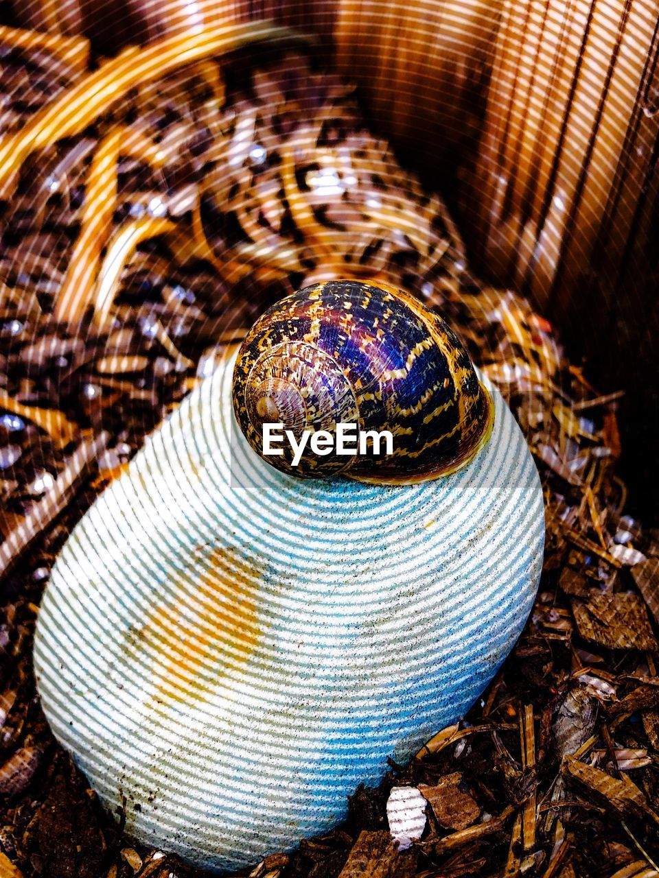 High angle view of a shell on rock, snail 